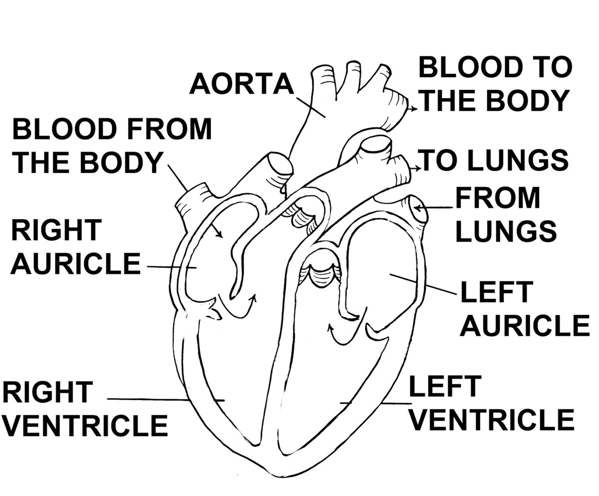 Line drawing of a heart cut open, labelled aorta, right and left auricle, right and left ventricle, and blood to and from the body and lungs.