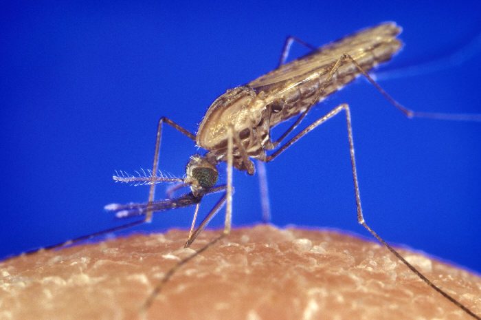 A mosquito feeding on human skin.