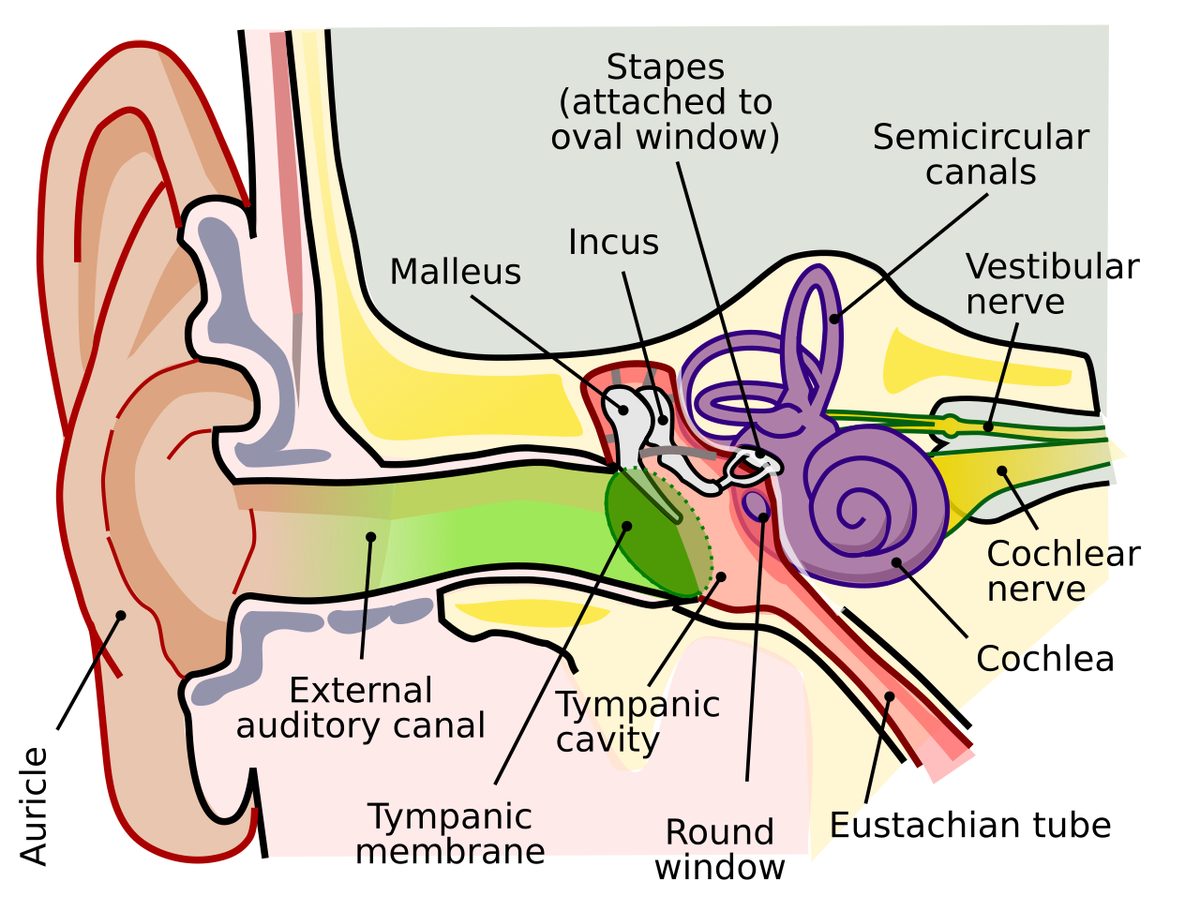 Labelled cross-section of the human ear, showing the outer ear and ear canal, the eardrum and small bones of the middle ear, and the cochlea and semicircular canals of the inner ear.