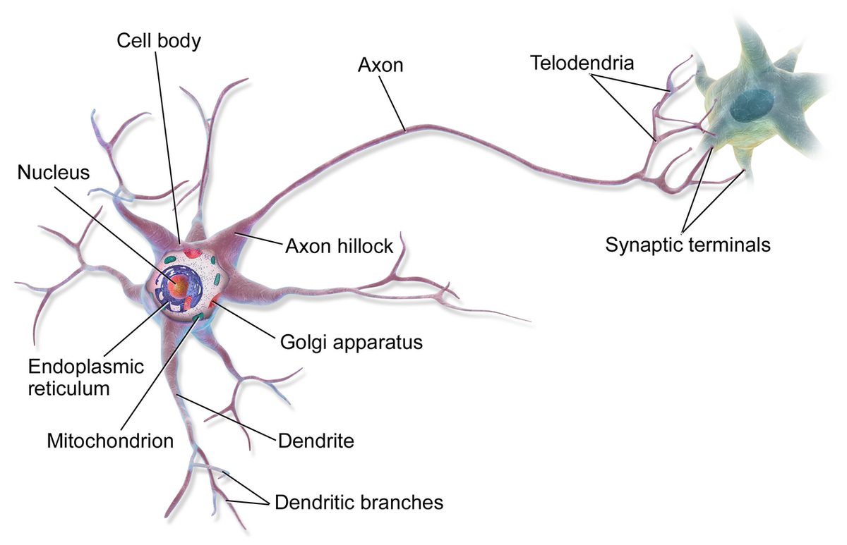 Labelled drawing of a nerve cell, showing dendrites, the cell body with its nucleus, the long axon and the axon terminals.