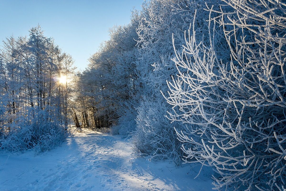 Feathery white ice crystals of hoar frost covering a surface.