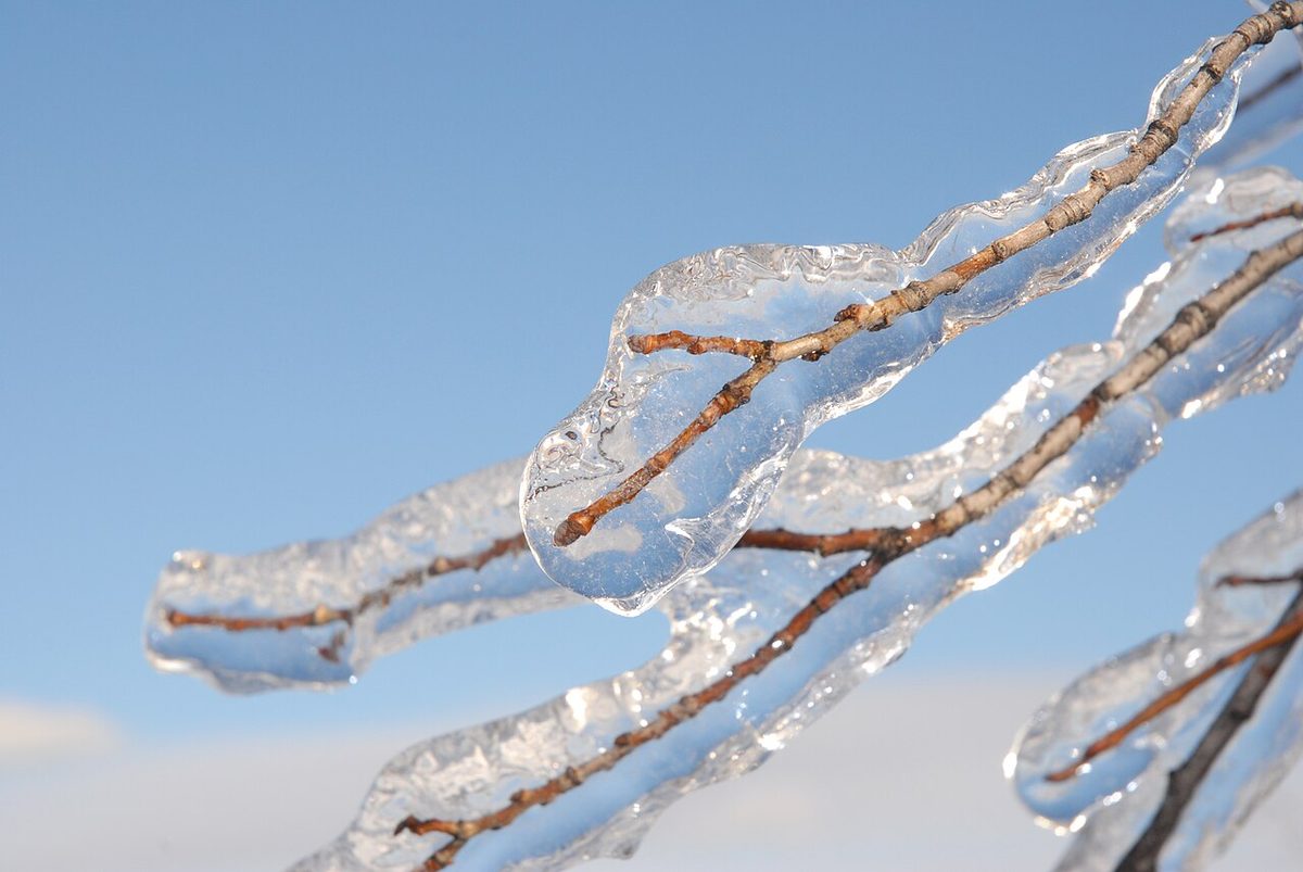 Close-up of thin tree branches coated in thick, transparent, bumpy ice against a blue sky.