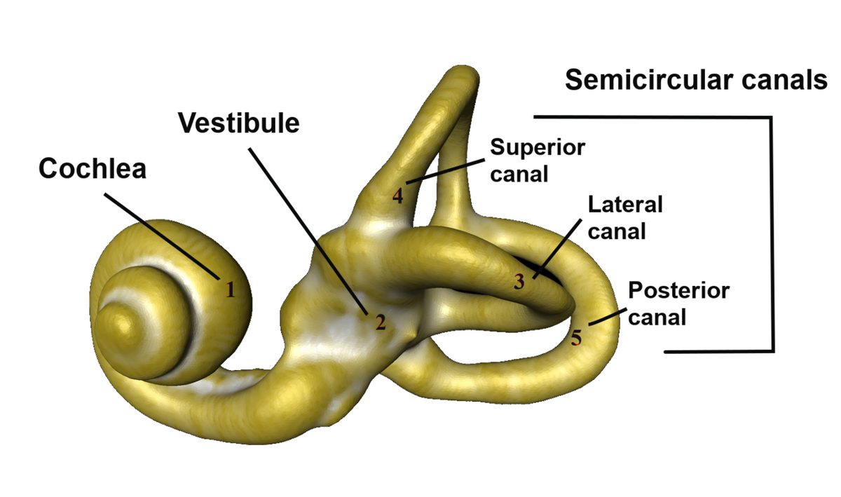 Three-dimensional model of the inner ear: a snail-shaped cochlea on the left, a central vestibule and three looped canals labelled superior, lateral and posterior.