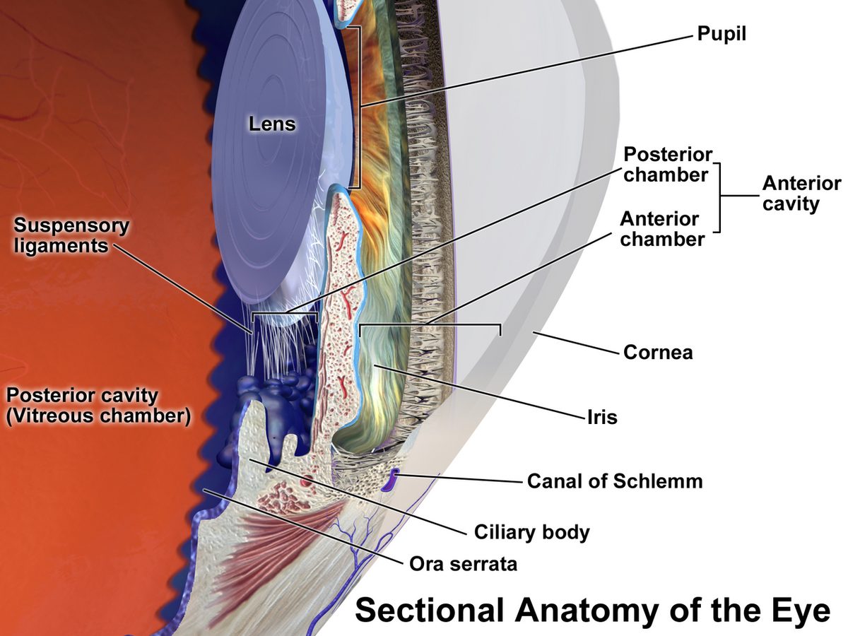 Cut-away drawing of the front of the eye labelled lens, pupil, cornea, iris, anterior and posterior chambers, ciliary body and canal of Schlemm.