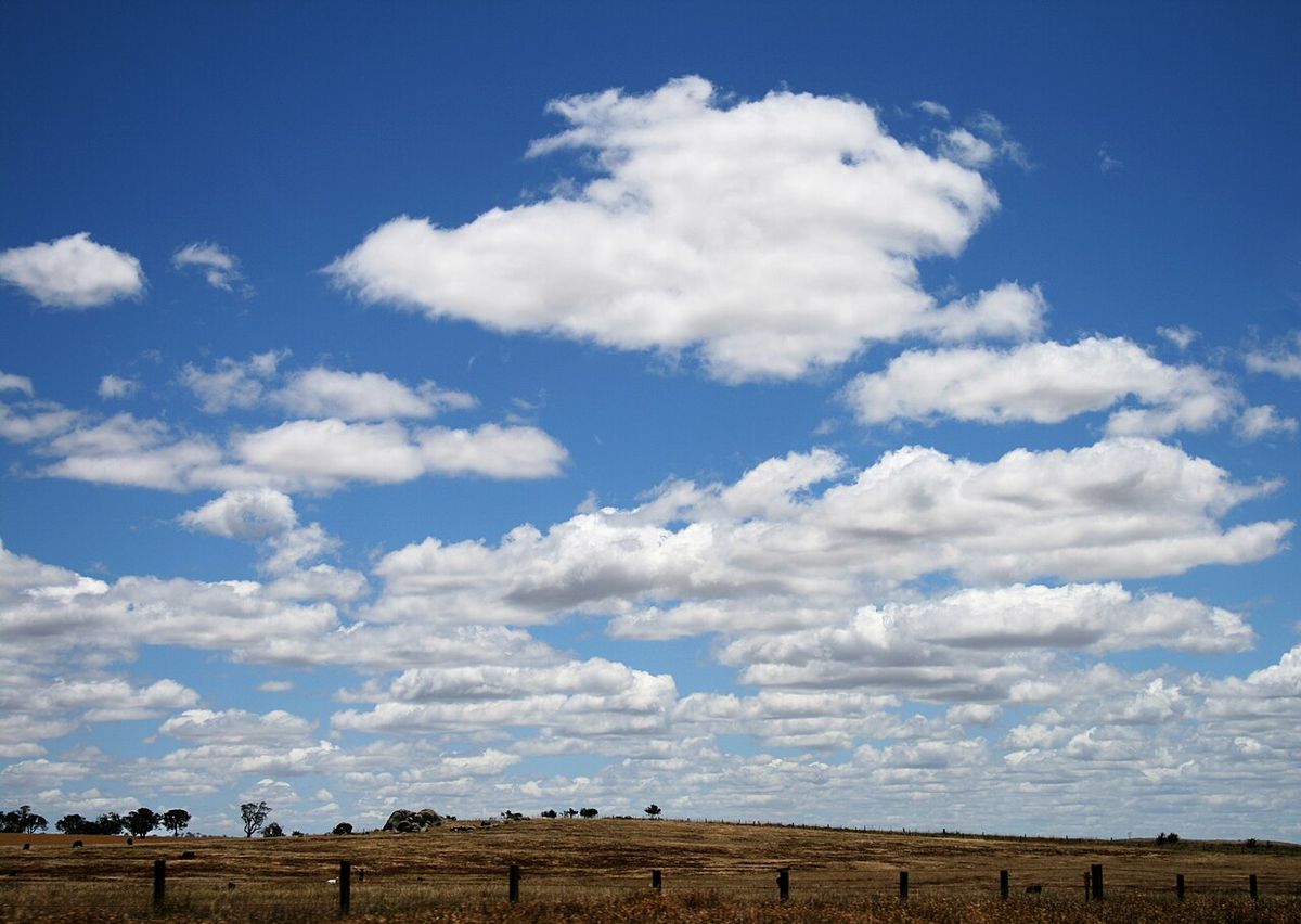 Many small white cumulus clouds with flat gray bases in a blue sky above flat pasture with a fence line and cattle.